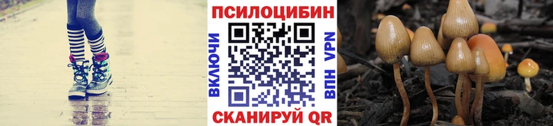 Галлюциногенные грибы Psilocybine cubensis  Купить закладки  Новошахтинск 